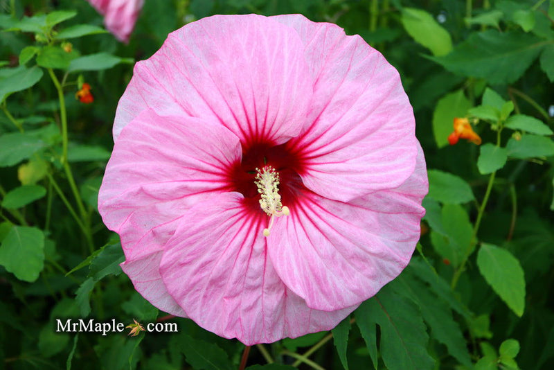 - Hibiscus moscheutos Pink Candy™ Hardy Hibiscus - Mr Maple │ Buy Japanese Maple Trees