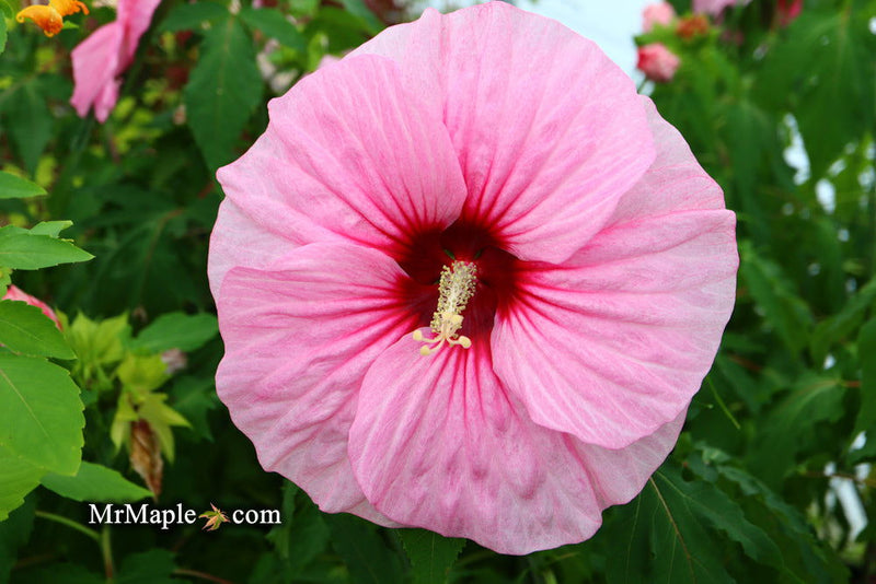 - Hibiscus moscheutos Pink Candy™ Hardy Hibiscus - Mr Maple │ Buy Japanese Maple Trees