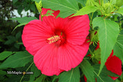 - Hibiscus moscheutos Pink Passion™ Hardy Hibiscus - Mr Maple │ Buy Japanese Maple Trees