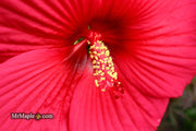 - Hibiscus moscheutos Pink Passion™ Hardy Hibiscus - Mr Maple │ Buy Japanese Maple Trees