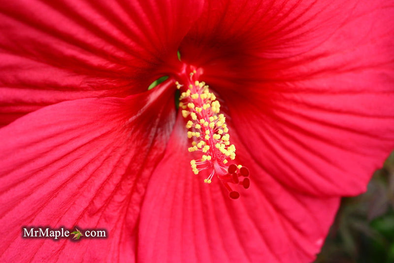 - Hibiscus moscheutos Pink Passion™ Hardy Hibiscus - Mr Maple │ Buy Japanese Maple Trees