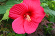 - Hibiscus moscheutos Pink Passion™ Hardy Hibiscus - Mr Maple │ Buy Japanese Maple Trees