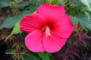 - Hibiscus moscheutos Pink Passion™ Hardy Hibiscus - Mr Maple │ Buy Japanese Maple Trees