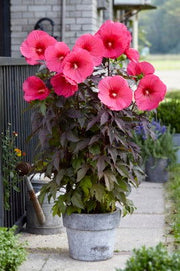- Hibiscus moscheutos Pink Passion™ Hardy Hibiscus - Mr Maple │ Buy Japanese Maple Trees