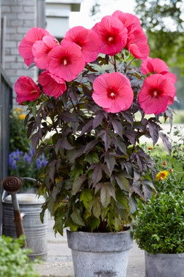 - Hibiscus moscheutos Pink Passion™ Hardy Hibiscus - Mr Maple │ Buy Japanese Maple Trees