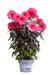 - Hibiscus moscheutos Pink Passion™ Hardy Hibiscus - Mr Maple │ Buy Japanese Maple Trees