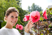 - Hibiscus moscheutos Pink Passion™ Hardy Hibiscus - Mr Maple │ Buy Japanese Maple Trees