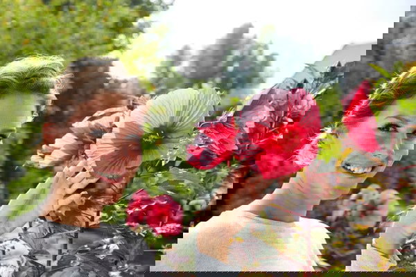 - Hibiscus moscheutos Pink Passion™ Hardy Hibiscus - Mr Maple │ Buy Japanese Maple Trees