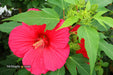 - Hibiscus moscheutos Pink Passion™ Hardy Hibiscus - Mr Maple │ Buy Japanese Maple Trees