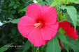 - Hibiscus moscheutos Pink Passion™ Hardy Hibiscus - Mr Maple │ Buy Japanese Maple Trees