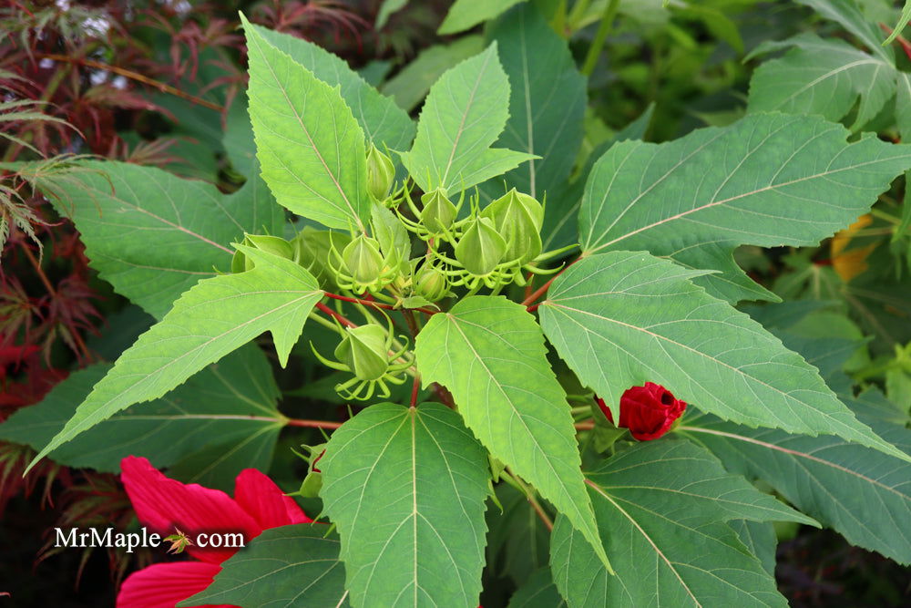 - Hibiscus moscheutos Pink Passion™ Hardy Hibiscus - Mr Maple │ Buy Japanese Maple Trees