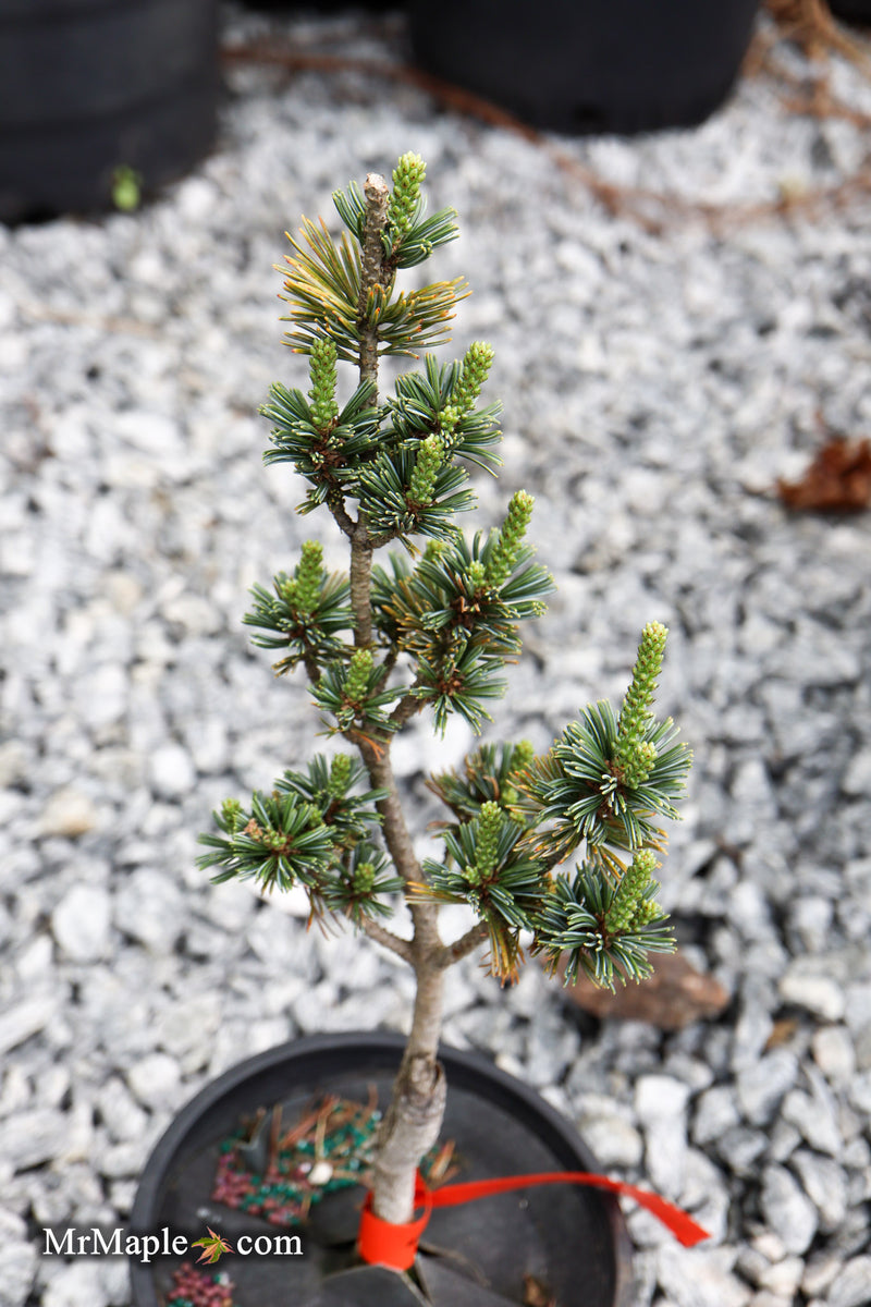 Pinus parviflora 'Hime goyo matsu' Dwarf Japanese White Pine