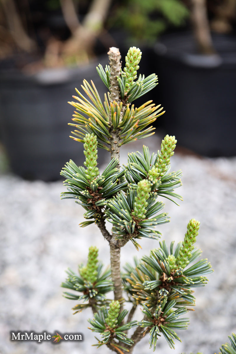 Pinus parviflora 'Hime goyo matsu' Dwarf Japanese White Pine