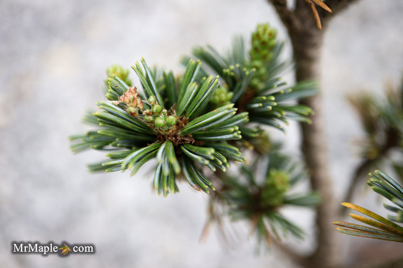 Pinus parviflora 'Hime goyo matsu' Dwarf Japanese White Pine