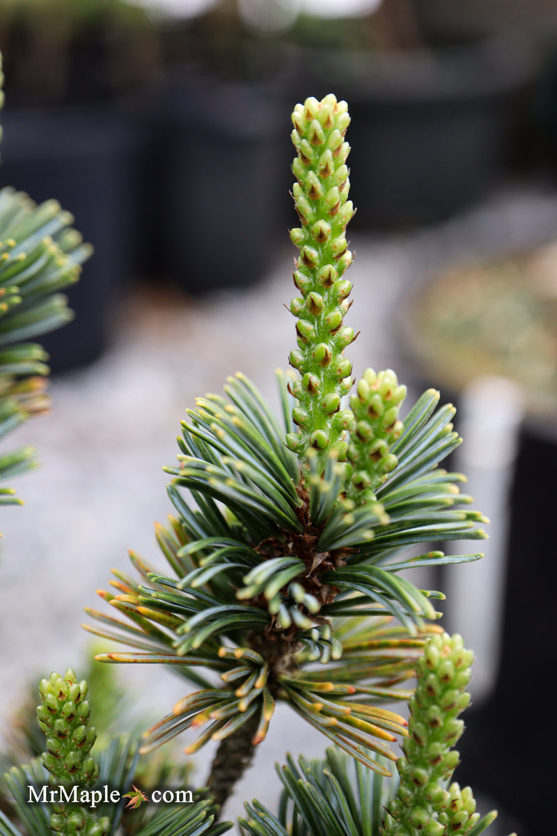 Pinus parviflora 'Hime goyo matsu' Dwarf Japanese White Pine