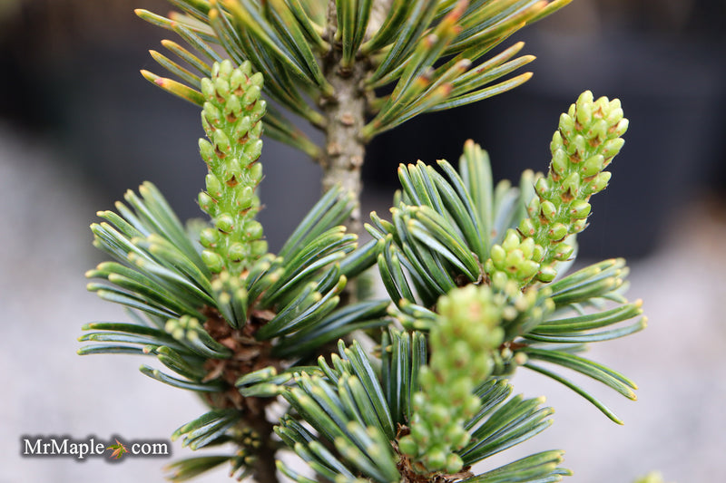 Pinus parviflora 'Hime goyo matsu' Dwarf Japanese White Pine