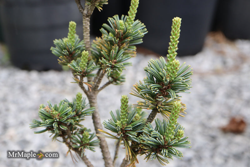 Pinus parviflora 'Hime goyo matsu' Dwarf Japanese White Pine