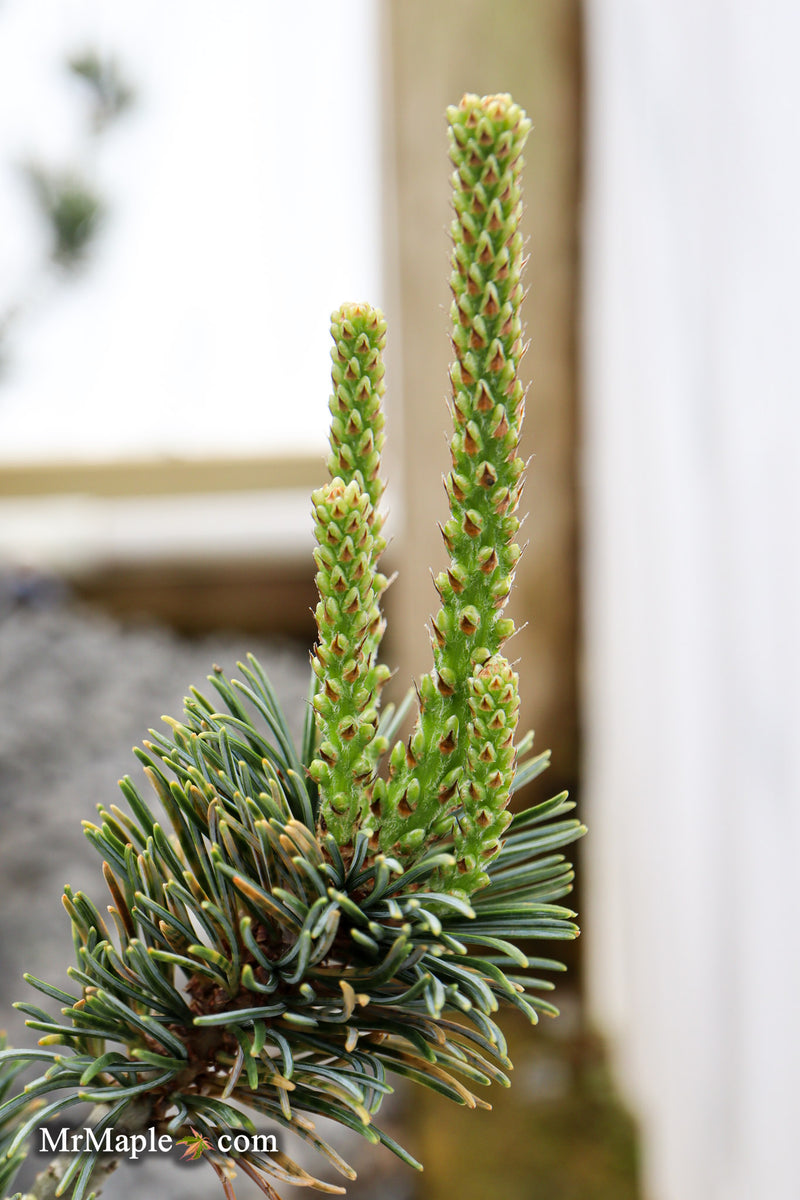 Pinus parviflora 'Hime goyo matsu' Dwarf Japanese White Pine