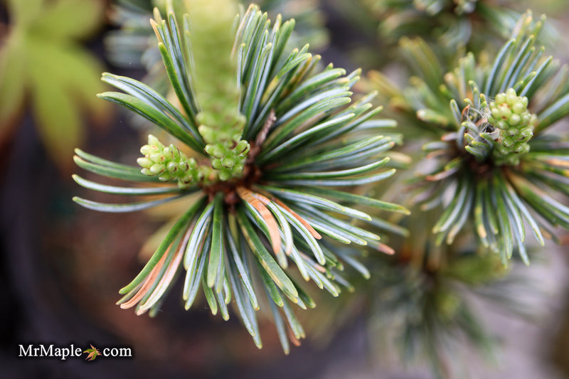 Pinus parviflora 'Hime goyo matsu' Dwarf Japanese White Pine