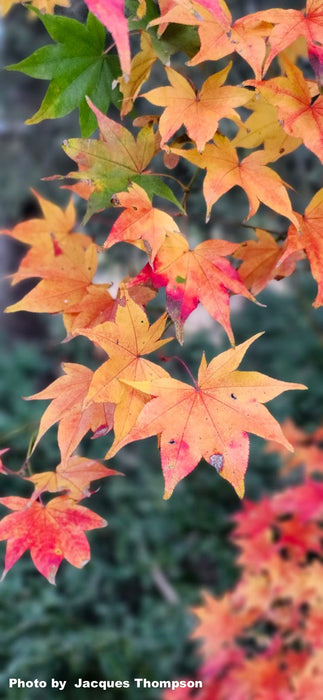 Acer palmatum 'Hogyoku' Japanese Maple