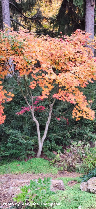 Acer palmatum 'Hogyoku' Japanese Maple