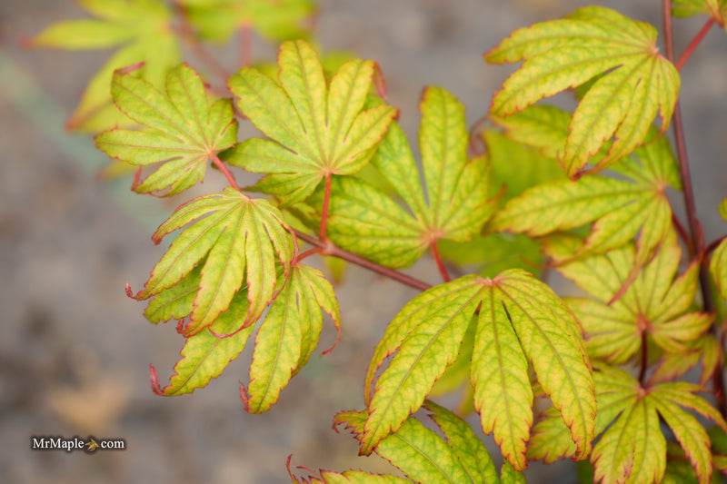 Acer palmatum 'Holy Ghost' Japanese Maple