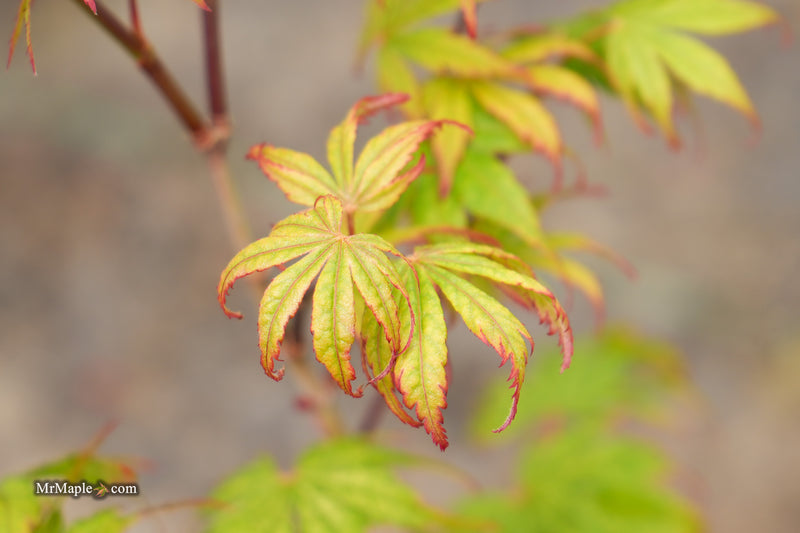 Acer palmatum 'Holy Ghost' Japanese Maple