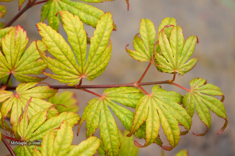 Acer palmatum 'Holy Ghost' Japanese Maple