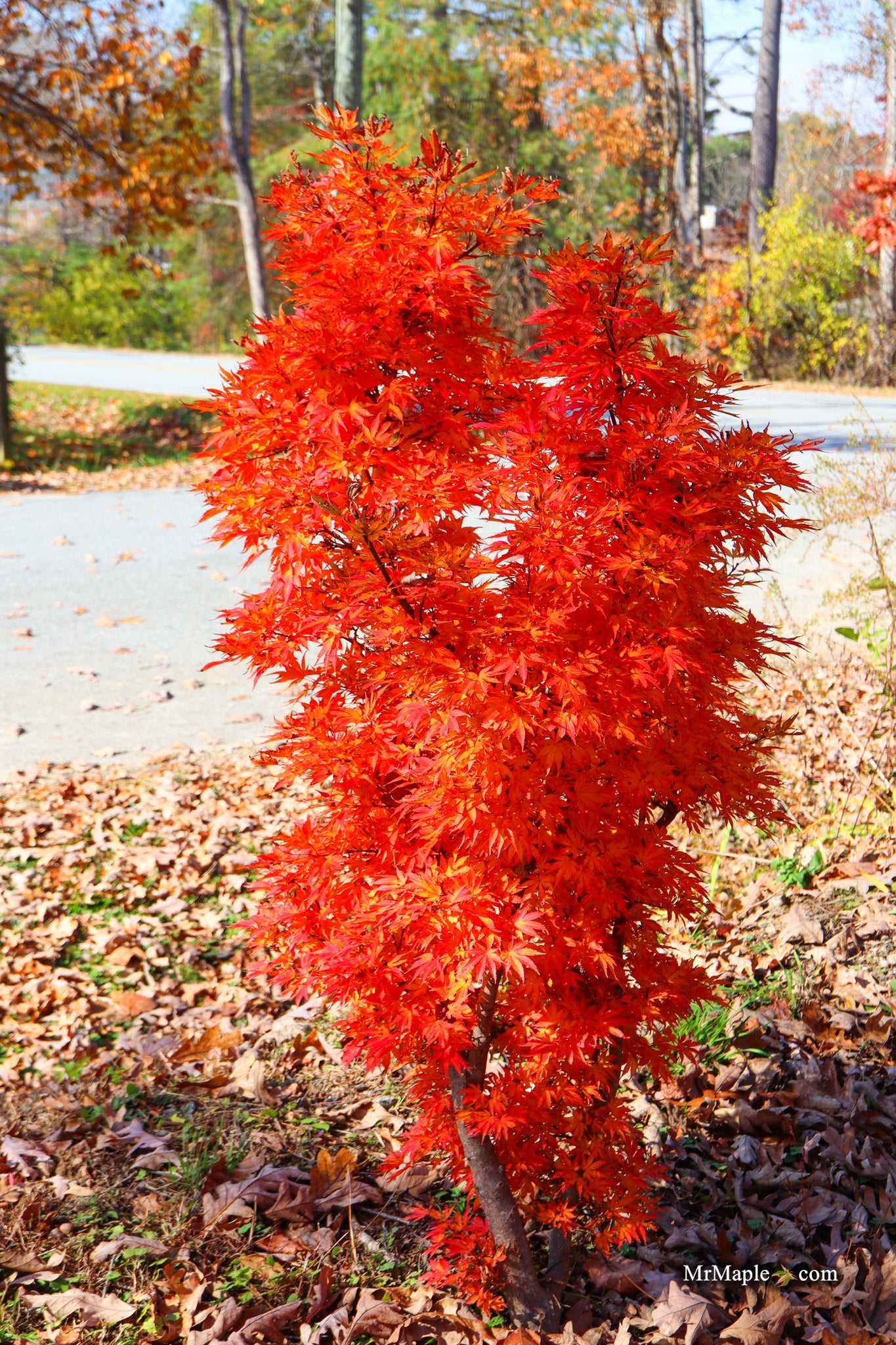 Buy Acer palmatum 'Holy Sister Lucia' Dwarf Japanese Maple — Mr
