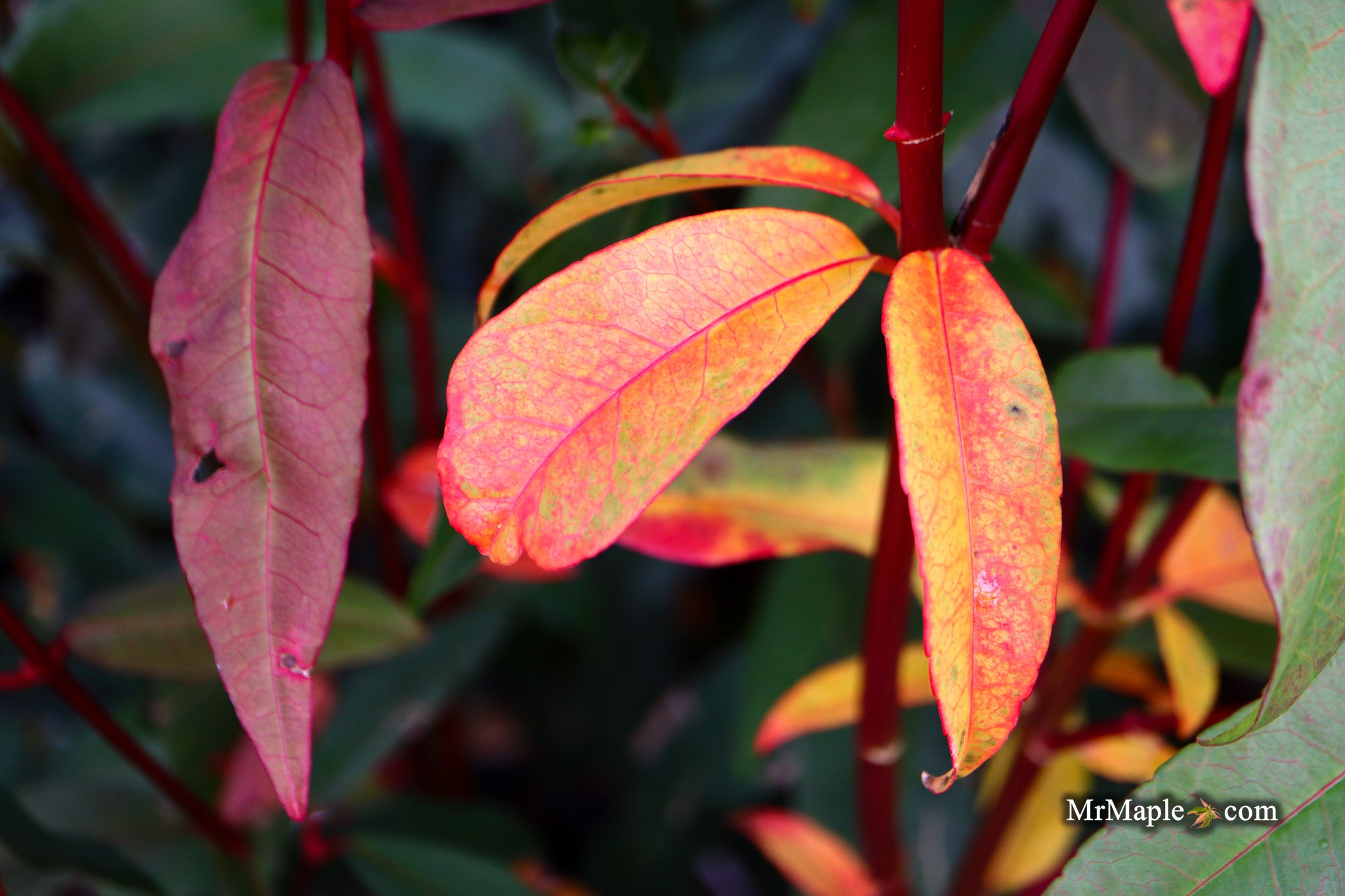 Buy Acer pictum 'Naguri nishiki' Batwing Maple — Mr Maple │ Buy