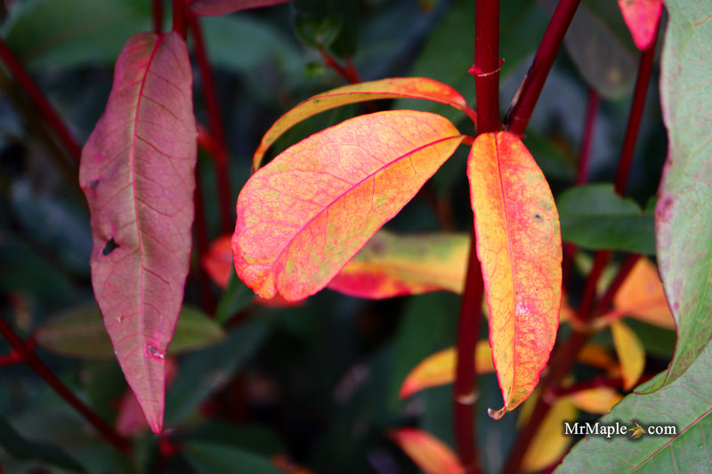 Acer laevigatum ‘Hong Long’ Evergreen Chinese Maple