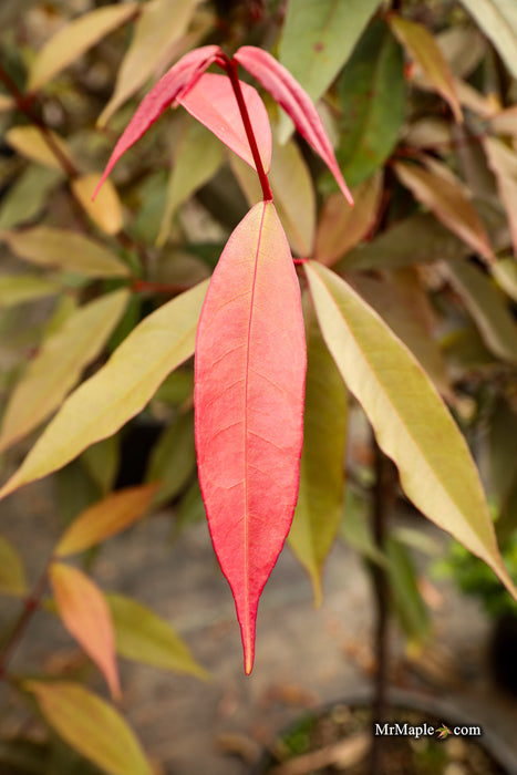 Acer laevigatum ‘Hong Long’ Evergreen Chinese Maple