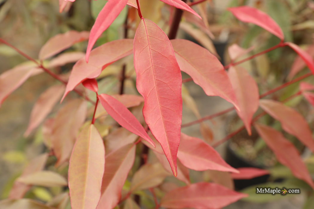 Acer laevigatum ‘Hong Long’ Evergreen Chinese Maple