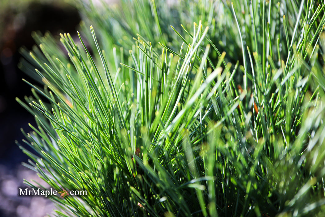 Pinus strobus 'Horsford' Dwarf Eastern White Pine