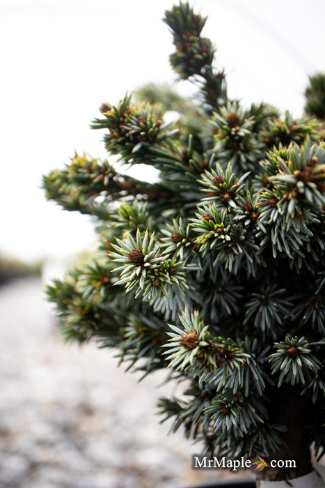 Picea omorika 'Gunther' Serbian Spruce