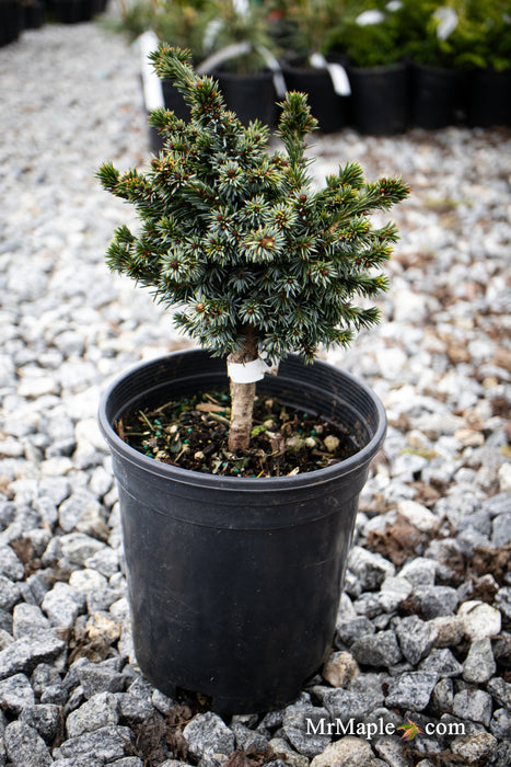 Picea omorika 'Gunther' Serbian Spruce