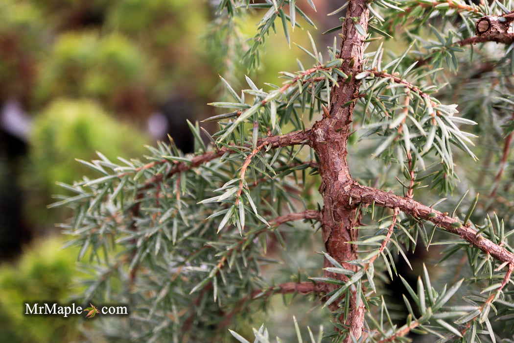 Juniperus communis 'Horstmann' Weeping Common Juniper