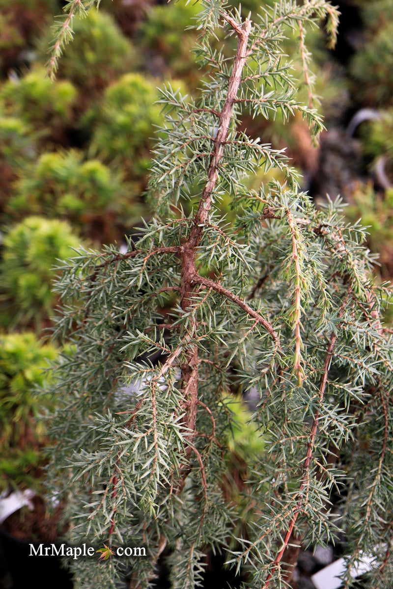 Juniperus communis 'Horstmann' Weeping Common Juniper
