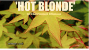 - Acer oliverianum 'Hot Blonde' Golden Japanese Maple - Mr Maple │ Buy Japanese Maple Trees