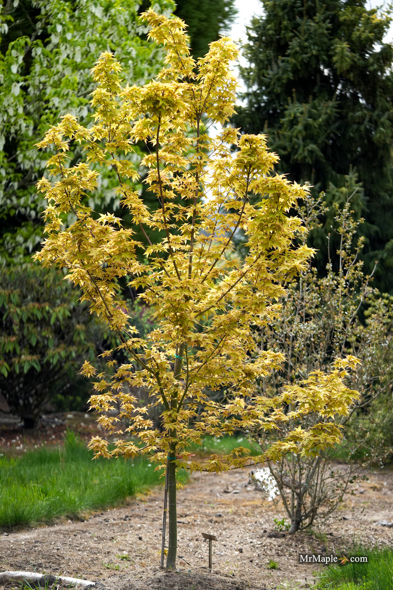 Acer oliverianum 'Hot Blonde' Golden Japanese Maple