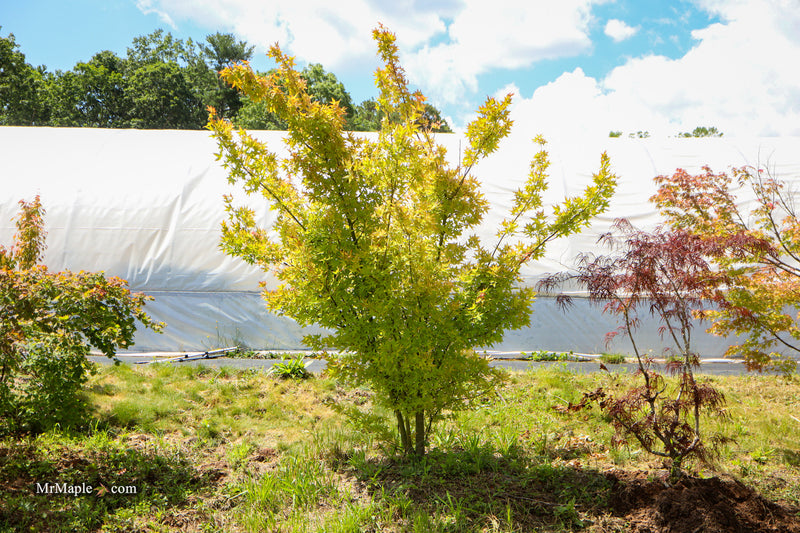Acer oliverianum 'Hot Blonde' Golden Japanese Maple