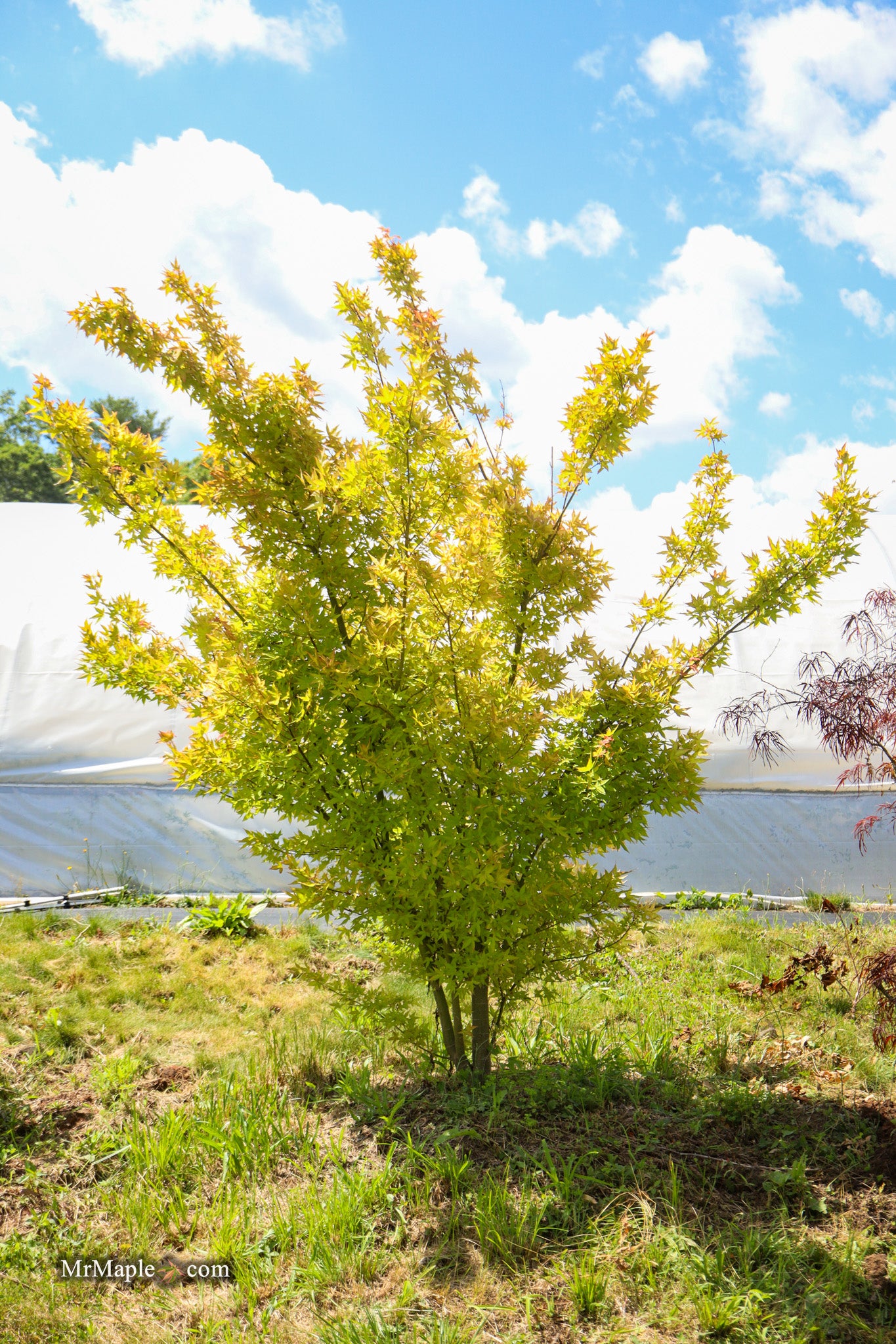 Buy Acer oliverianum 'Hot Blonde' Golden Japanese Maple — Mr Maple