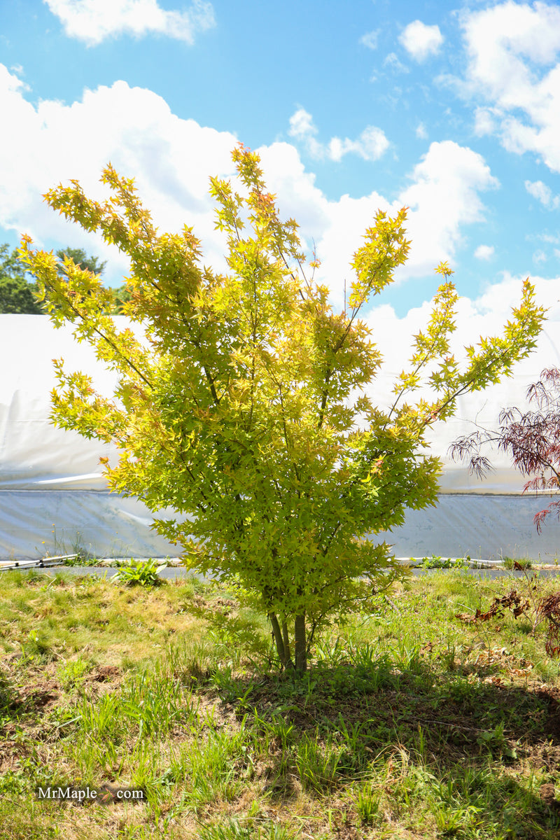 Acer oliverianum 'Hot Blonde' Golden Japanese Maple