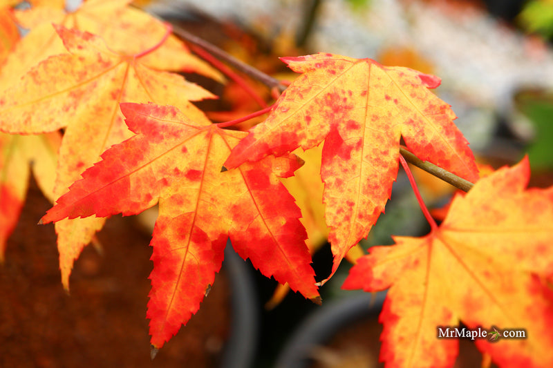 Acer oliverianum 'Hot Blonde' Golden Japanese Maple
