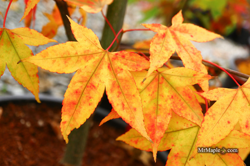 Acer oliverianum 'Hot Blonde' Golden Japanese Maple