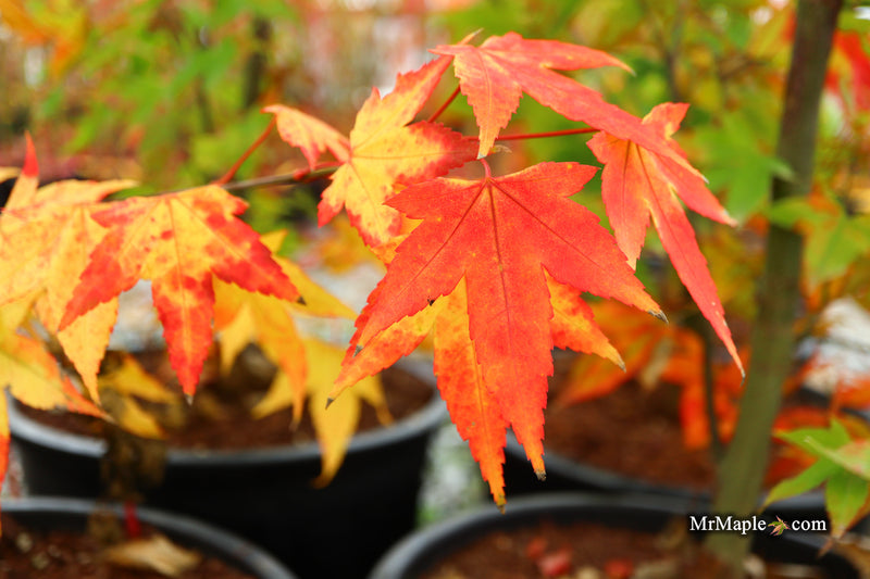 Acer oliverianum 'Hot Blonde' Golden Japanese Maple