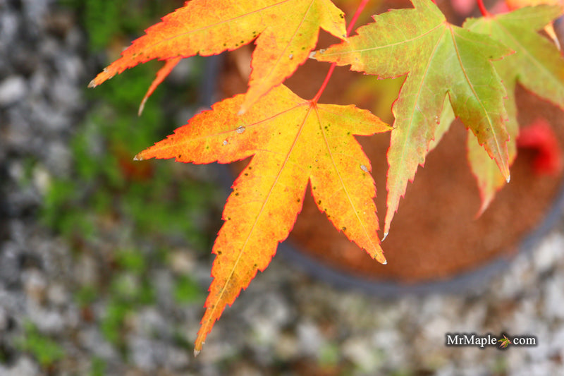 Acer oliverianum 'Hot Blonde' Golden Japanese Maple