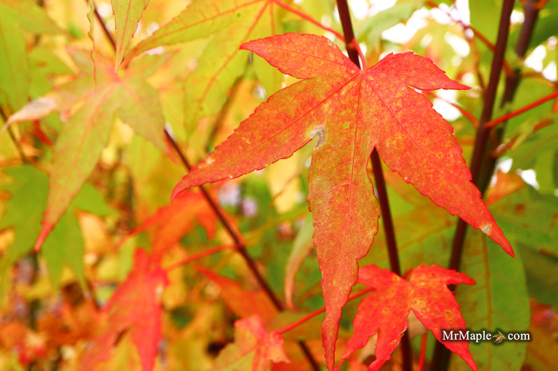 Acer oliverianum 'Hot Blonde' Golden Japanese Maple
