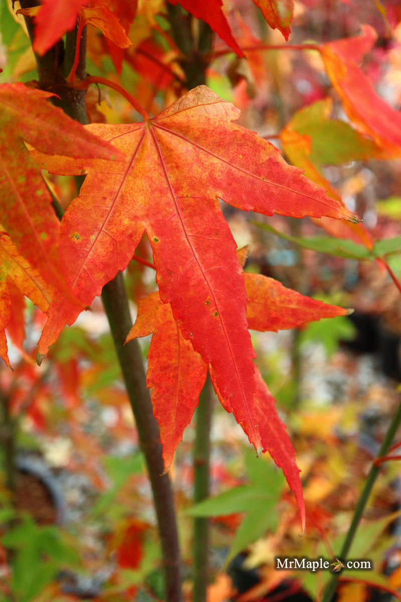Acer oliverianum 'Hot Blonde' Golden Japanese Maple
