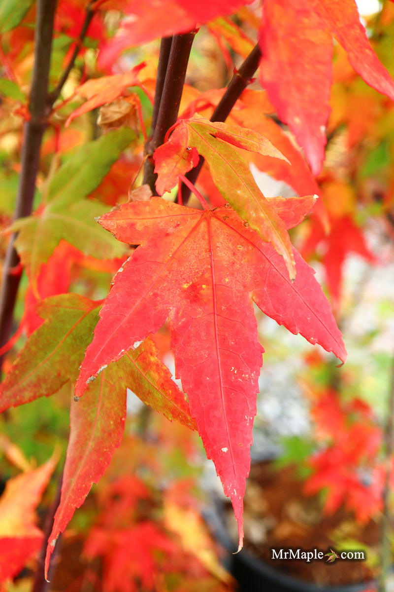 Acer oliverianum 'Hot Blonde' Golden Japanese Maple